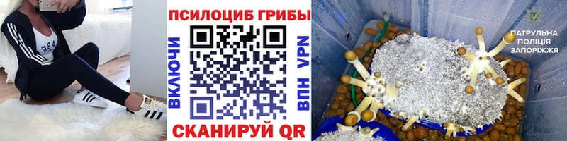 Галлюциногенные грибы прущие грибы где продают Чернушка